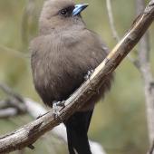 Dusky woodswallow. Adult. Yankee Hat, Namadgi National Park, ACT, Australia., November 2019. Image &copy; R.M. by R.M.