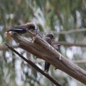 Dusky woodswallow. Parent feeding one of its brood. Melbourne, January 2014. Image &copy; Sonja Ross by Sonja Ross