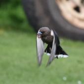 Dusky woodswallow. Adult in flight - first New Zealand record. Halfmoon Bay, Stewart Island, September 2014. Image &copy; Satoshi Kakishima & Tomoe Morimoto by Satoshi Kakishima & Tomoe Morimoto