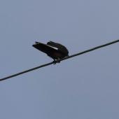 Dusky woodswallow. Adult perched - first New Zealand record. Halfmoon Bay, Stewart Island, September 2014. Image &copy; Satoshi Kakishima & Tomoe Morimoto by Satoshi Kakishima & Tomoe Morimoto