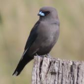Dusky woodswallow. Adult. Jerrabomberra Wetlands, Canberra, ACT, Australia., May 2020. Image &copy; R.M. by R.M.