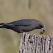 Dusky woodswallow. Adult disarming a German wasp before eating it. Jerrabomberra Wetlands, Canberra, ACT, Australia, May 2020. Image &copy; R.M. by R.M.