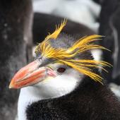 Royal penguin. Adult. Macquarie Island, December 2013. Image &copy; John Fennell by John Fennell