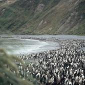 Royal penguin. Colony. Macquarie Island, December 2005. Image &copy; Department of Conservation ( image ref: 10062321 ) by Sam O'Leary Department of Conservation  Courtesy of Department of Conservation
