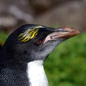 Royal penguin. Immature macaroni penguin (probably one-year-old). Cap Cotter, Iles Kerguelen, December 2015. Image &copy; Colin Miskelly by Colin Miskelly