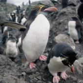 Royal penguin. Adult macaroni penguin with eastern rockhopper penguin. Penguin Bay, Campbell Island, January 1993. Image &copy; Alan Tennyson by Alan Tennyson Alan Tennyson