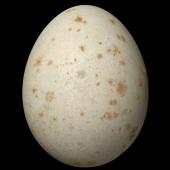 Royal penguin. Egg 81.2 x 63.5 mm (NMNZ OR.007181). Macquarie Island. Image &copy; Te Papa by Jean-Claude Stahl