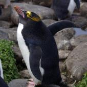 Royal penguin. Adult macaroni penguin. Cap Cotter, Iles Kerguelen, December 2015. Image &copy; Colin Miskelly by Colin Miskelly