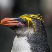 Royal penguin. Dark-faced adult. Sandy Bay, Macquarie Island, January 2018. Image &copy; Mark Lethlean by Mark Lethlean