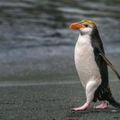 Royal penguin. Adult walking. Sandy Bay, Macquarie Island, January 2018. Image &copy; Mark Lethlean by Mark Lethlean