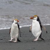 Royal penguin. Adults on beach. Macquarie Island, November 2011. Image &copy; Sonja Ross by Sonja Ross