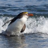 Royal penguin. Adult leaving the water. Macquarie Island, November 2011. Image &copy; Sonja Ross by Sonja Ross