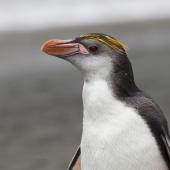 Royal penguin. Adult. Macquarie Island, November 2011. Image &copy; Sonja Ross by Sonja Ross