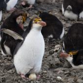 Royal penguin. Adult with egg. Macquarie Island, November 2011. Image &copy; Sonja Ross by Sonja Ross