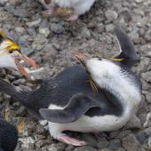 Royal penguin. Under attack in colony. Macquarie Island, November 2011. Image &copy; Sonja Ross by Sonja Ross
