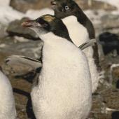Royal penguin. Immature vagrant macaroni penguin (Adelie penguin in background). near Mirny Station, Antarctica, February 2012. Image &copy; Sergey Golubev by Sergey Golubev