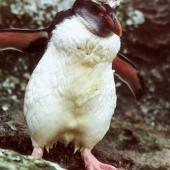 Royal penguin. Moulting immature. Snares Islands, February 1986. Image &copy; Colin Miskelly by Colin Miskelly