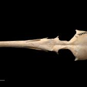 Chatham Island merganser. Holotype (cranium, dorsal view), S.29496.7, Te Papa. Te Ana a Moe Cave, Te Whanga Lagoon, Chatham Island, February 1991. Image &copy; Te Papa
