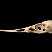 Chatham Island merganser. Holotype (cranium, lateral view), S.29496.7, Te Papa. Te Ana a Moe Cave, Te Whanga Lagoon, Chatham Island, February 1991. Image &copy; Te Papa