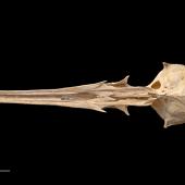 Chatham Island merganser. Holotype (cranium, ventral view), S.29496.7, Te Papa. Te Ana a Moe Cave, Te Whanga Lagoon, Chatham Island, February 1991. Image &copy; Te Papa