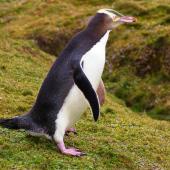 Yellow-eyed penguin. Adult walking showing pink feet. Enderby Island, Auckland Islands, January 2007. Image &copy; Ian Armitage by Ian Armitage
