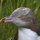 Yellow-eyed penguin | Hoiho. Close view of immature head. Otago Peninsula, December 2010. Image &copy; Raewyn Adams by Raewyn Adams