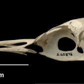 Yellow-eyed penguin | Hoiho. Richdale's penguin skull; NMNZ S.045876. Chatham Islands. Image &copy; Te Papa by Jean-Claude Stahl