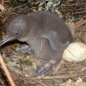 Yellow-eyed penguin. Chick c.7-days-old and infertile egg. Catlins, December 2004. Image &copy; Cheryl Pullar by Cheryl Pullar