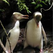 Yellow-eyed penguin. Adult male (left) and female (brooding) two chicks at nest. Catlins, December 2009. Image &copy; Cheryl Pullar by Cheryl Pullar