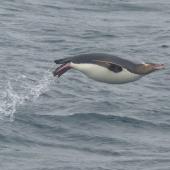 Yellow-eyed penguin. Adult porpoising. Off Enderby Island, Auckland Islands, January 2018. Image &copy; Alan Tennyson by Alan Tennyson