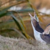 Yellow-eyed penguin | Hoiho. Adult calling. Otago Peninsula, January 2016. Image &copy; Arindam Bhattacharya by Arindam Bhattacharya © www.ArindamBhattacharya.com