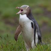 Yellow-eyed penguin. Adult yawning. , November 2011. Image &copy; Sonja Ross by Sonja Ross