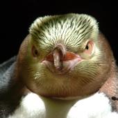 Yellow-eyed penguin | Hoiho. Front view of adult head. Catlins, Hinahina Forest, October 2006. Image &copy; Cheryl Pullar by Cheryl Pullar