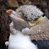 Yellow-eyed penguin. Close view of adult head in moult. Otago Peninsula, March 2006. Image &copy; Craig McKenzie by Craig McKenzie