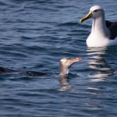 Yellow-eyed penguin. Adult swimming with Buller's mollymawk. At sea off Otago Peninsula, April 2012. Image &copy; Craig Mckenzie by Craig Mckenzie