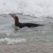 Yellow-eyed penguin | Hoiho. Adult swimming in surf before landing. Sandfly Bay, Otago Peninsula, December 2012. Image &copy; Philip Griffin by Philip Griffin