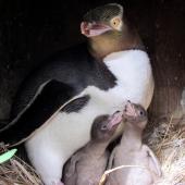 Yellow-eyed penguin. Adult and two chicks (c.3 days) at nest. Catlins - North Head, November 2011. Image &copy; Cheryl Pullar by Cheryl Pullar