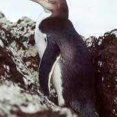 Yellow-eyed penguin. Vagrant subadult. Rangatira Island, Chatham Islands, January 1984. Image &copy; Colin Miskelly by Colin Miskelly