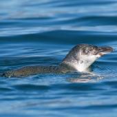 Little penguin | Kororā. Adult on sea surface. Marlborough Sounds, July 2017. Image &copy; Rob Lynch by Rob Lynch www.roblynchphoto.smugmug.com