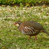 Red-legged partridge. Adult. Bibury, Cotswolds, United Kingdom, May 2011. Image &copy; Roger Smith by Roger Smith