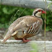 Red-legged partridge. Adult on fence. Pirongia, January 2009. Image &copy; Duncan Watson by Duncan Watson