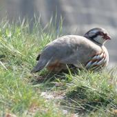 Red-legged partridge. Adult. Cape Kidnappers, October 2007. Image &copy; Steffi Ismar by Steffi Ismar Courtesy of S. Ismar.