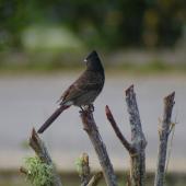 Red-vented bulbul. Adult perched. Tonga airport, August 2007. Image &copy; Ingrid Hutzler by Ingrid Hutzler