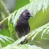 Red-vented bulbul. Adult. Fiji, October 2013. Image &copy; Craig Steed by Craig Steed