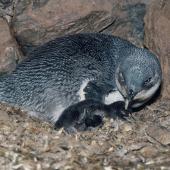 Little penguin. White-flippered adult and chick on nest. Long Bay, Banks Peninsula. Image &copy; Department of Conservation ( image ref: 10048597 ) by Peter Reese Department of Conservation  Courtesy of Department of Conservation
