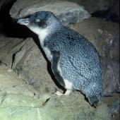 Little penguin. Adult white-flippered penguin. Flea Bay, Banks Peninsula, October 1986. Image &copy; Colin Miskelly by Colin Miskelly