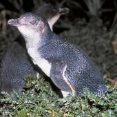 Little penguin | Kororā. Adult. Rangatira Island, January 1991. Image &copy; Graeme Taylor by Graeme Taylor