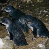 Little penguin. Adults returning to colony at night. Whenua Hou / Codfish Island, December 2011. Image &copy; Colin Miskelly by Colin Miskelly