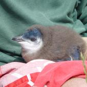 Little penguin | Kororā. Chick near fledging. Matiu/Somes Island, November 2009. Image &copy; Graeme Taylor by Graeme Taylor