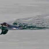 Little penguin. Adult swimming. Wellington Harbour, August 2013. Image &copy; Paul Le Roy by Paul Le Roy